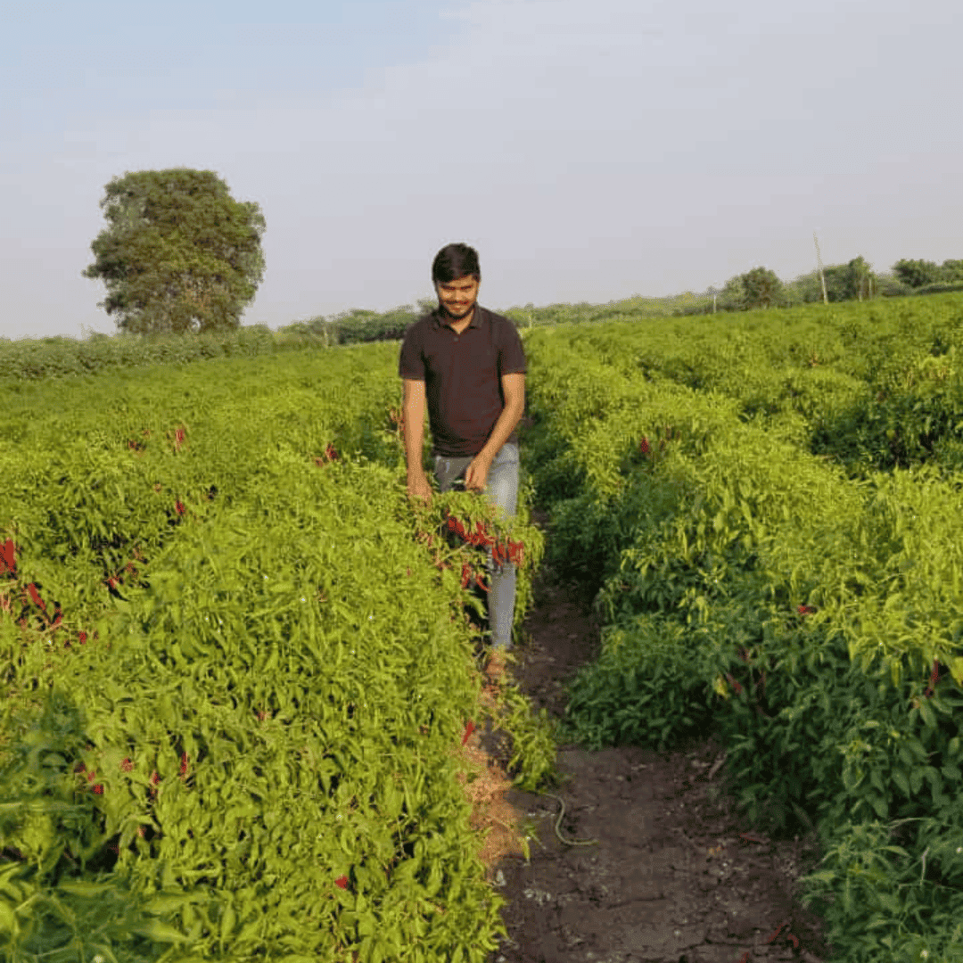 1 વર્ષ ની ગેરેંટી વાળું ૧૦૦% શુદ્ધ મરચું પાવડર